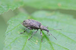 Behaarter Berg-Glanzrüssler, Polydrusus pilosus