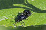 Blauer Erlenblattkäfer, Agelastica alni