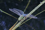 Große Königslibelle, weibl., Anax imperator