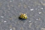 Zweiundzwanzigpunkt - Marienkäfer, Psyllobora vigintiduopunctata