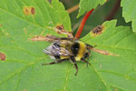 Heidehummel, Bombus jonellus