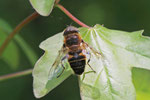 Schwebfliege, Eristalis sp.