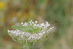 Grünes Heupferd, weibl., Tettigonia viridissima