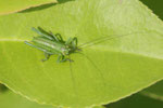 Heupferd, männl., Larve, Tettigonia sp.