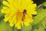 Hain-Schwebfliege, Episyrphus balteatus