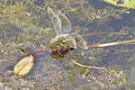 Große Königslibelle, weibl., Anax imperator