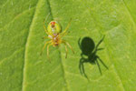 Kürbisspinne, Araniella sp.