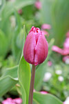 Tulpe