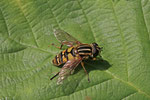 Gemeine Sumpfschwebfliege, Helophilus pendulus