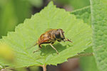 Mistbiene, männl., Eristalis tenax