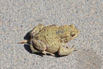 Erdkröte, Bufo bufo