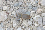 Schnellkäfer, Agriotes obscurus