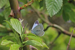 Faulbaumbläuling, weibl., Celastrina argiolus