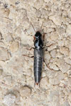 Kurzflügler, Quedius sp.