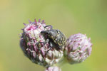 Kratzdistel-Rüssler, Larinus turbinatus