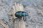 Waldmistkäfer, Anoplotrupes stercorosus