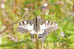 Schwalbenschwanz, Papilio machaon