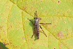  Schwarzhaar-Raubfliege, Tolmerus atricapillus