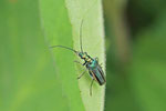 Grüner Scheinbockkäfer, weibl., Oedemera nobilis