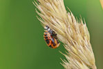 Asiatischer Marienkäfer, Puppe, Harmonia axyridis