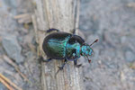 Waldmistkäfer, Anoplotrupes stercorosus