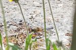 Vierfleck, Libellula quadrimaculata