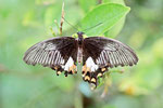 Gewöhnlicher Mormon, Papilio polytes