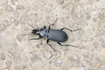 Schwarzer Grabkäfer, Pterostichus niger