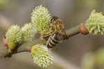 Honigbiene, Arbeiterin, weibl., Apis mellifera
