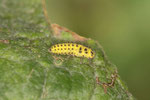 Zweiundzwanzigpunkt - Marienkäfer, Larve, Psyllobora vigintiduopunctata