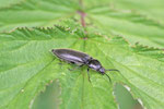 Schnellkäfer, Hemicrepidius sp.