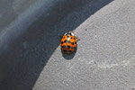 Asiatischer Marienkäfer, Harmonia axyridis