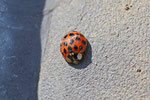 Asiatischer Marienkäfer, Harmonia axyridis