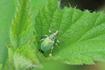 Nesselblattrüssler, Phyllobius pomaceus