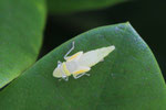 Rhododendronzikade, Larve, Graphocephala fennahi