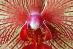 Orchideen - Blüte