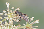 Gemeine Keulenschwebfliege, weibl., Syritta pipiens