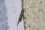 Herbstspanner, Epirrita sp.