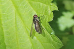 Gemeine Erzschwebfliege, männl., Cheilosia variabilis