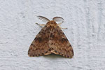Schwammspinner, Lymantria dispar