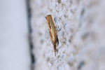 Zünsler, Agriphila inquinatella