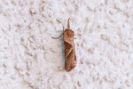 Ampfer-Wurzelbohrer, Triodia sylvina