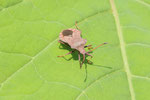 Lederwanze, Coreus marginatus