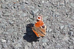 Tagpfauenauge, Aglais io