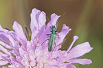 Grüner Scheinbockkäfer, weibl., Oedemera nobilis