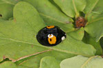 Asiatischer Marienkäfer, Harmonia axyridis, Farbform conspicua