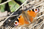 Tagpfauenauge, Aglais io