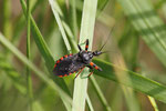 Geringelte Mordwanze, Rhynocoris annulatus