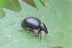 Dickmaulrüssler, Otiorhynchus sp.