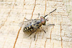 Gem. Viehbremse, Tabanus bromius